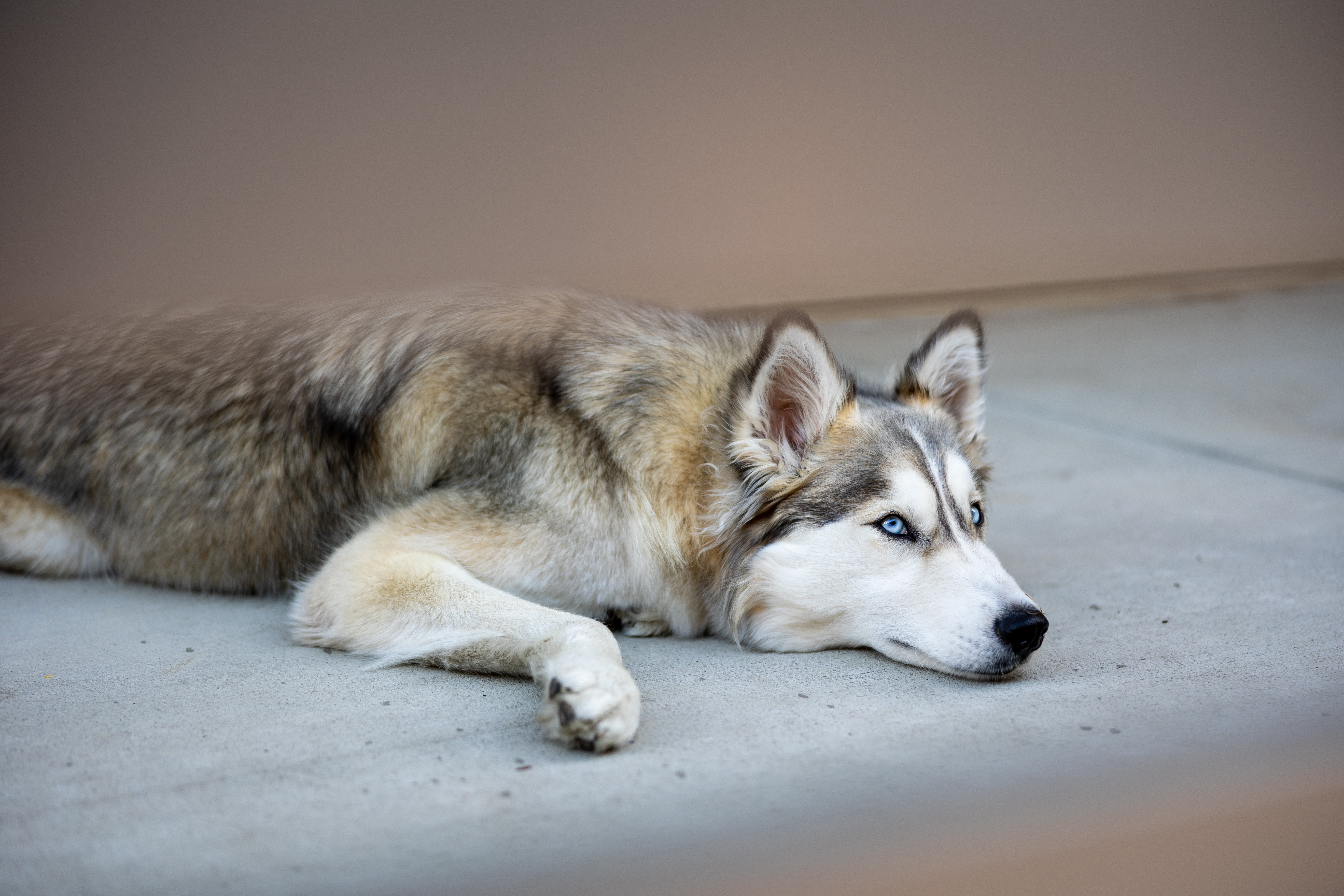 Real-world dog training case study demonstrating service dog training, assistance dog training, service dog tasks