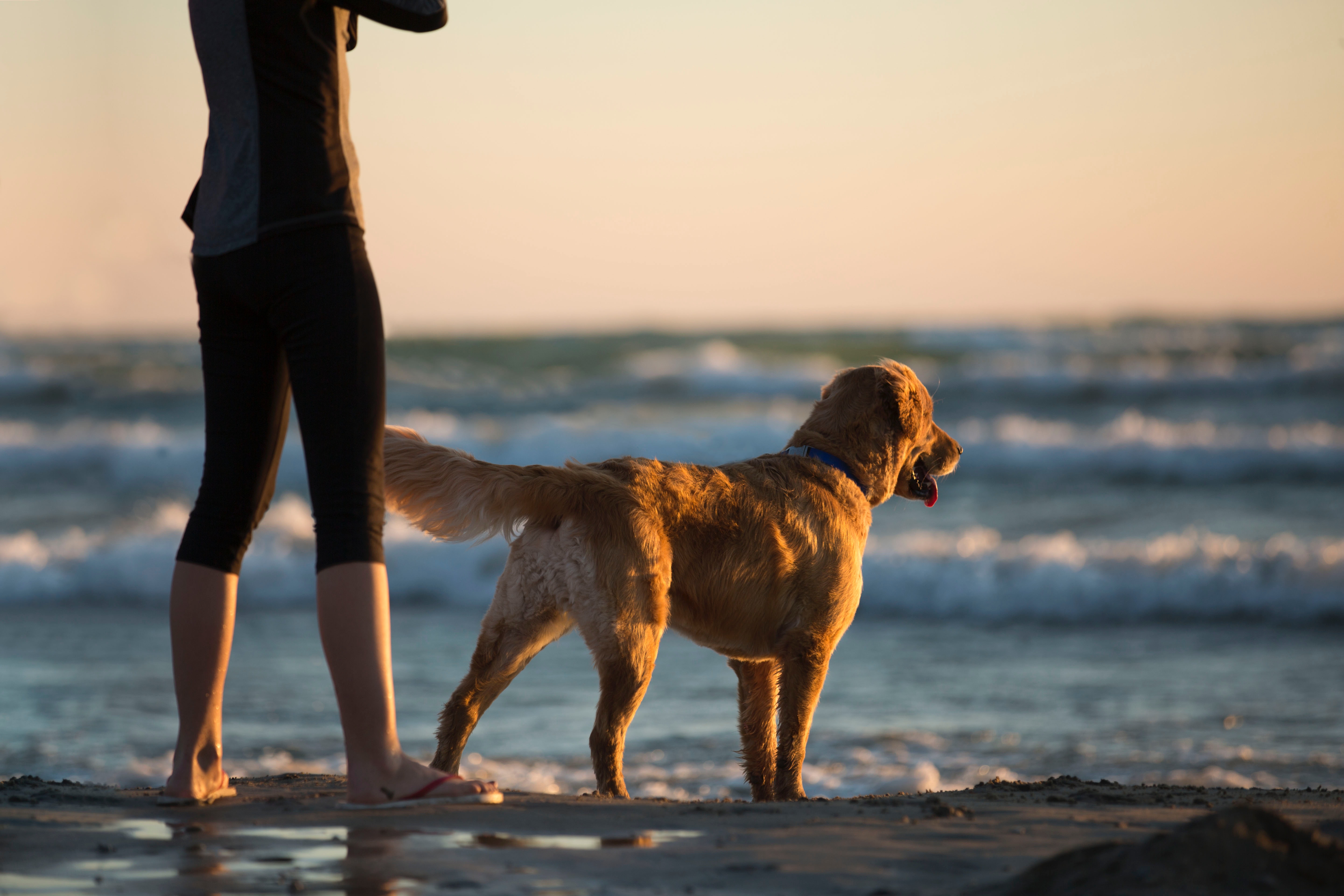 Optimal dog training session structure and timing