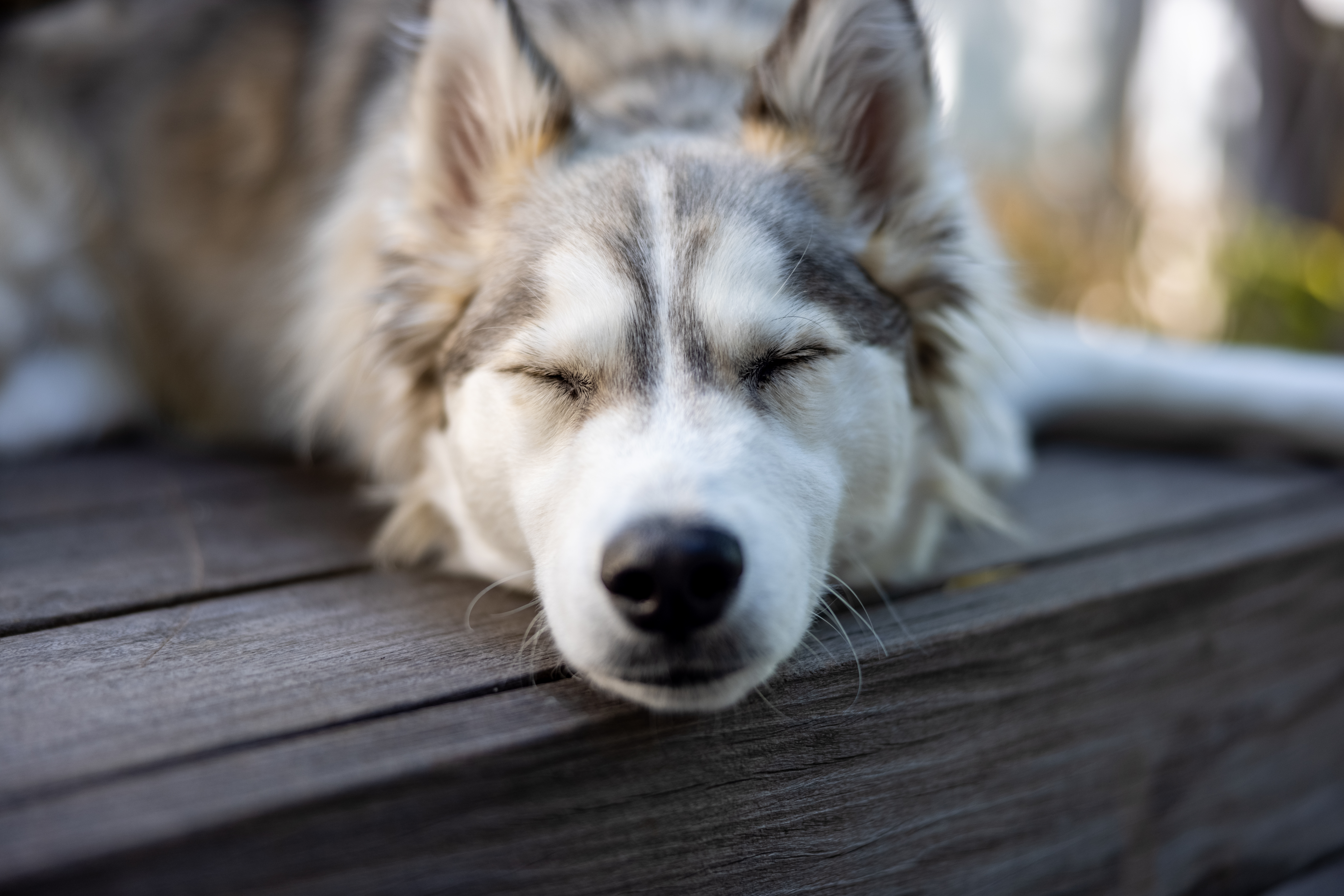 Mastering the Stay Command: Building Patience and Control